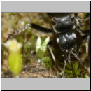Anoplius infuscatus - Weswespe w005d 10mm - OS-Hasbergen-Lehmhuegel-det.jpg
